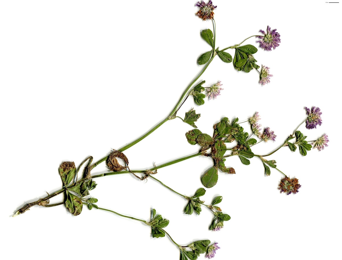 Trifolium resupinatum var. resupinatum (Fabaceae)